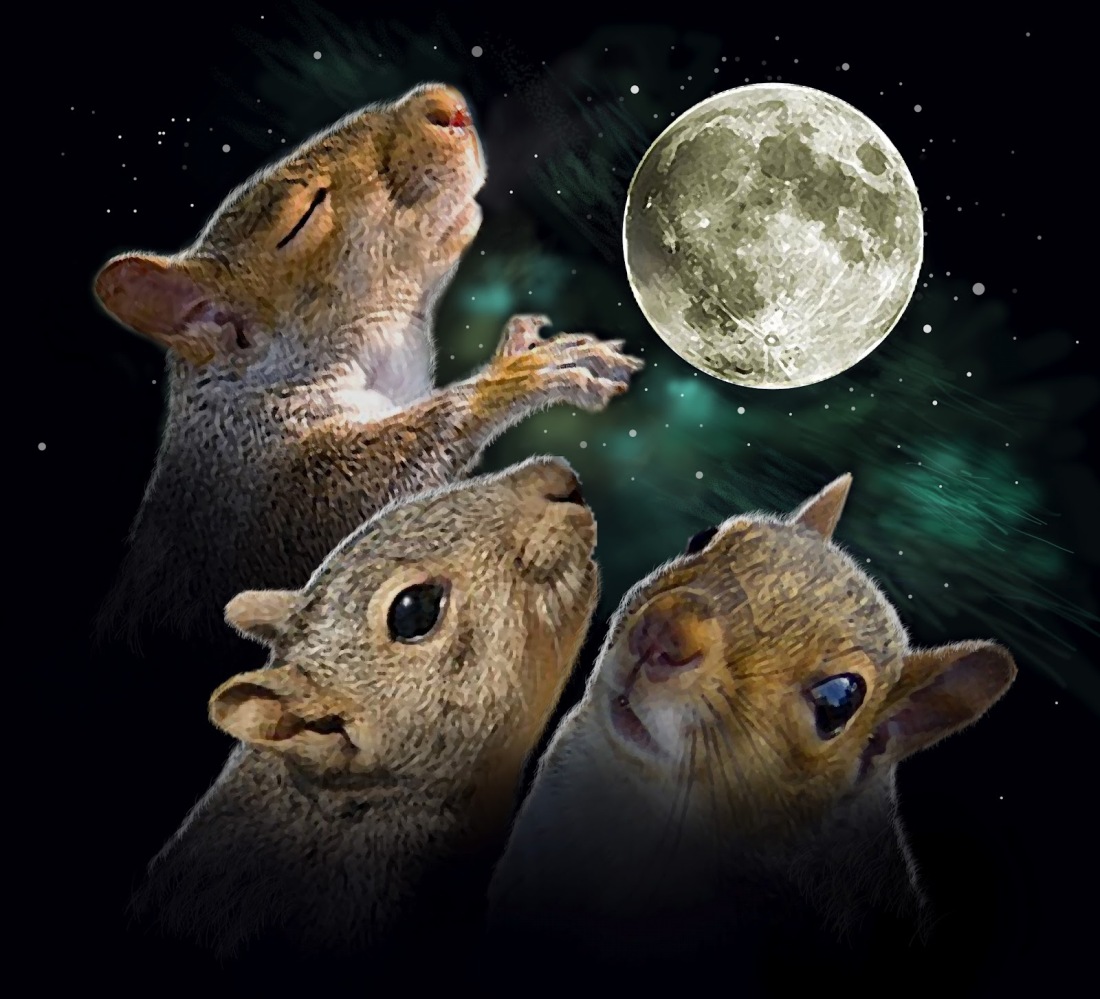 tmp_8055-Three_Squirrel_Moon_by_chibudgielvr515915871